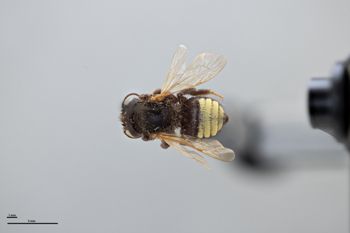 Media type: image;   Entomology 791110 Aspect: habitus dorsal view